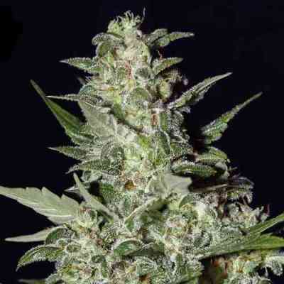 Super Critical Automatic > Green House Seed Company